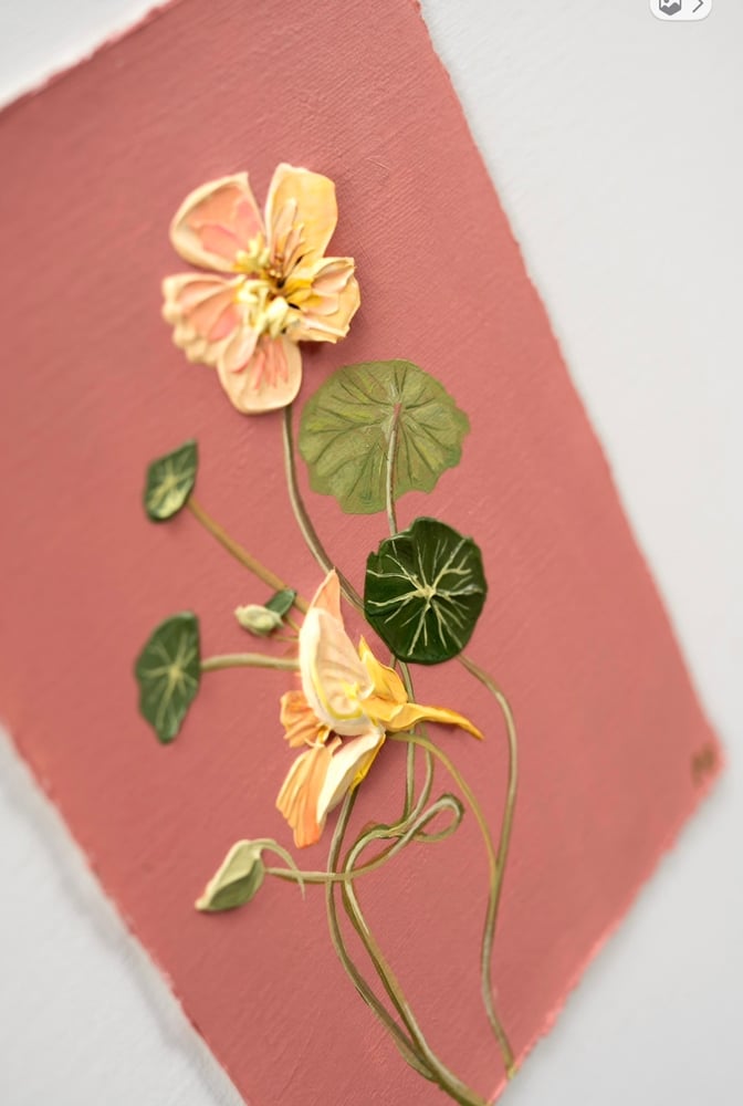 Image of Tip Top Blush Nastertium 