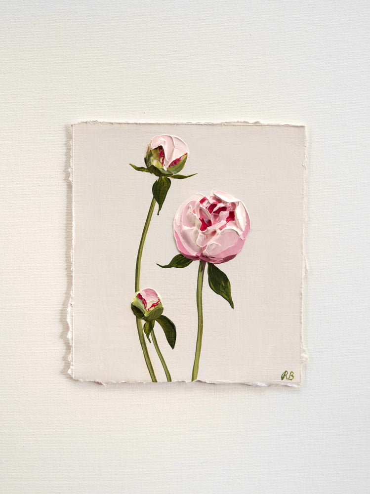 Image of Peony Sarah Bernhardt 