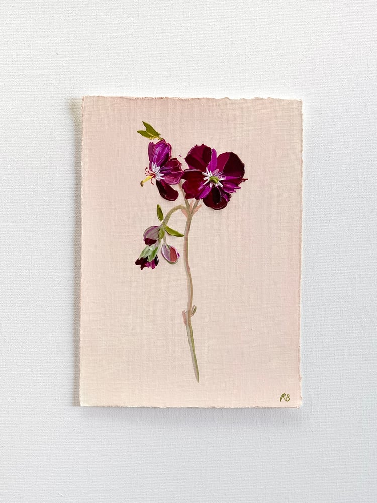 Image of Geranium Samabor