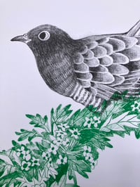 Image 2 of Cuckoo Cuckoo Cuckoo