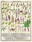 Image of affiche 30x40 dessins botaniques : orchidées des Pyrénées