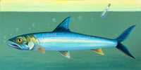  Message in a Bottle, Ladyfish