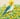 Carolina Parakeet Lemons