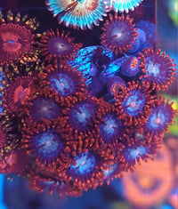 Spiderman Zoa