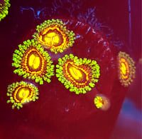 Rainbow Incinerator Zoas