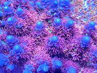 Image 2 of RRU Angry Bird Acropora — Lineaged Cut-to-Order