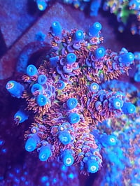 Image 3 of RRU Angry Bird Acropora — Lineaged Cut-to-Order