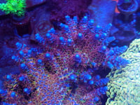 Image 1 of RRU Angry Bird Acropora — Lineaged Cut-to-Order