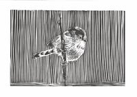Long-tailed Tit, woodcut print (charity fundraiser)