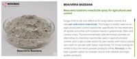 How to Use Beauveria bassiana for Thrip Control in Greenhouses