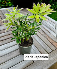 Pieris Japonica Little Heath
