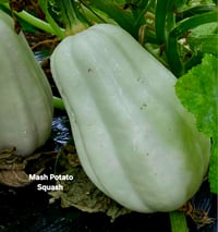 Mash Potato Squash 
