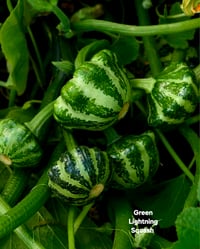 Green Lightning Squash 