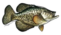 Image 8 of Fish Stickers