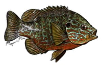 Image 10 of Fish Stickers