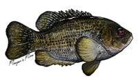 Image 11 of Fish Stickers
