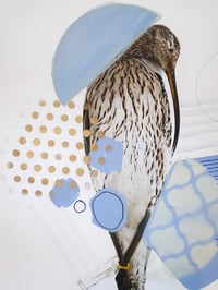 Image 5 of Curlew Flight Lines