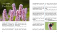 Image 2 of The Hedgerow Apothecary's Field Guide to Wildflowers: Recipes, Remedies and Folklore
