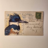 Belted Kingfisher - ballpoint drawing on antique postcard