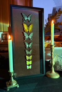 Image 1 of Lepidoptera Nocturne
