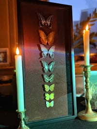 Image 2 of Lepidoptera Nocturne