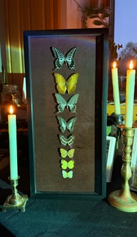 Image 3 of Lepidoptera Nocturne
