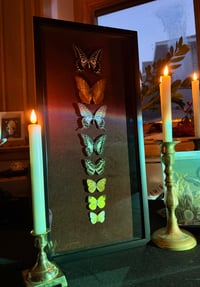 Image 4 of Lepidoptera Nocturne