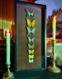 Image 5 of Lepidoptera Nocturne