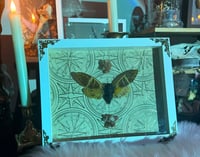 Image 1 of Giant Coconut Cicada & Aragonite 