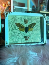 Image 2 of Giant Coconut Cicada & Aragonite 