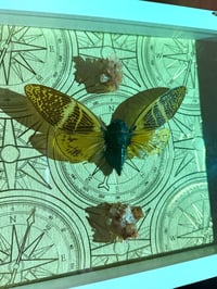 Image 3 of Giant Coconut Cicada & Aragonite 