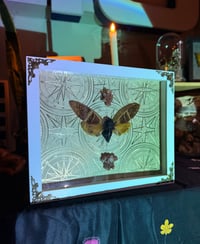 Image 4 of Giant Coconut Cicada & Aragonite 