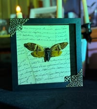 Image 1 of Giant Coconut Cicada No. II