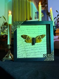 Image 2 of Giant Coconut Cicada No. II