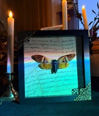 Image 3 of Giant Coconut Cicada No. II