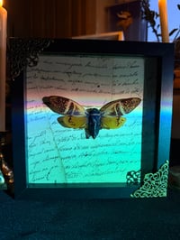 Image 4 of Giant Coconut Cicada No. II