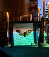 Image 5 of Giant Coconut Cicada No. II