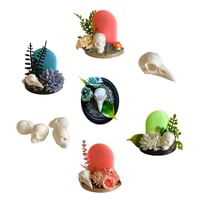 Image 7 of Oddities 