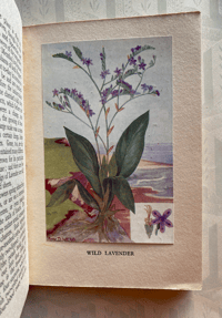 Image 3 of British Wild Flowers by Wilfred Willett: Fragrant Flowers