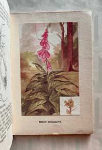 Image 2 of British Wild Flowers by Wilfred Willett: Woodland Flowers