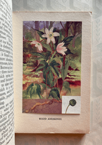 Image 3 of British Wild Flowers by Wilfred Willett: Woodland Flowers