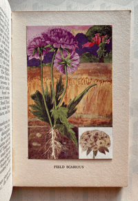 Image 3 of British Wild Flowers by Wilfred Willett: Cornfield Flowers