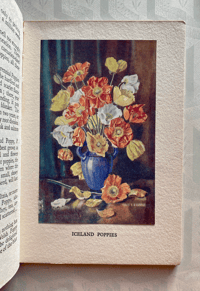 Image 4 of British Wild Flowers by Wilfred Willett: Cornfield Flowers
