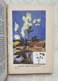 Image 4 of British Wild Flowers by Wilfred Willett: Flowers of Meadow-Banks and ditches