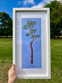 Image 2 of PRINT: Scots Pine