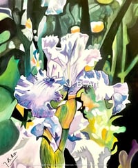 Iris February Flower - Faith and Hope - Size A5 Glossy Card