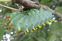 Image 5 of Robin Moth (Hyalophora cecropia)