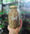 Image of CUSTOM herbal tea blend - Quart size jar