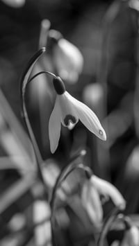 Image 2 of Galanthus Nivalis
