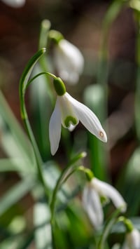 Image 3 of Galanthus Nivalis